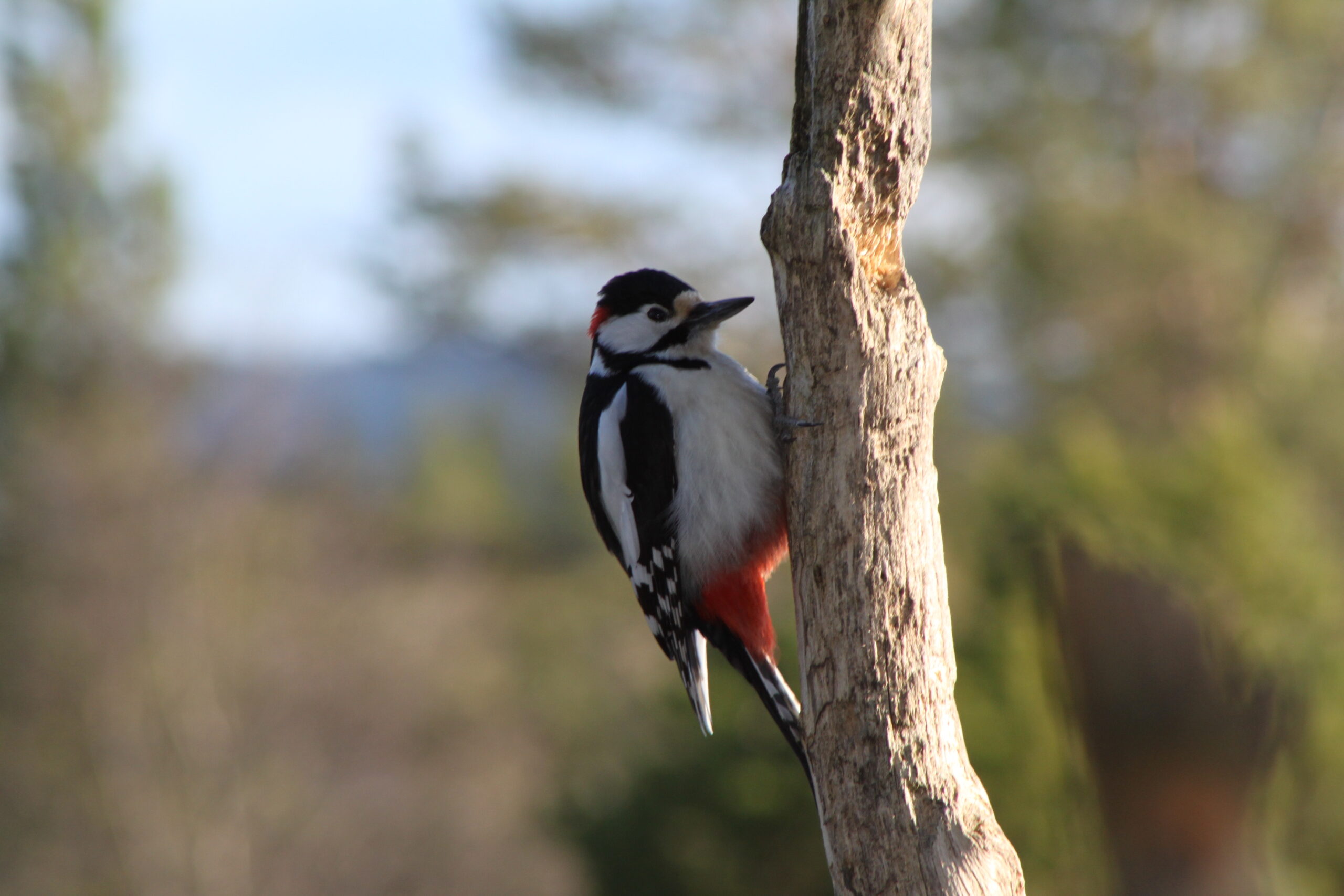 I-Pole Hakkespett-avskrekkende maling - Bilde 2