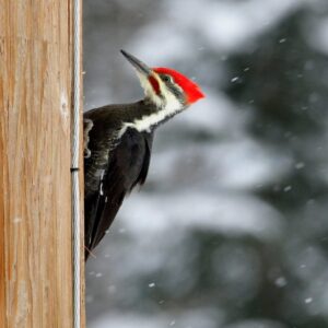 Reparasjonssystem for hakkespetthull I-Pole Woodpecker - IFOAM