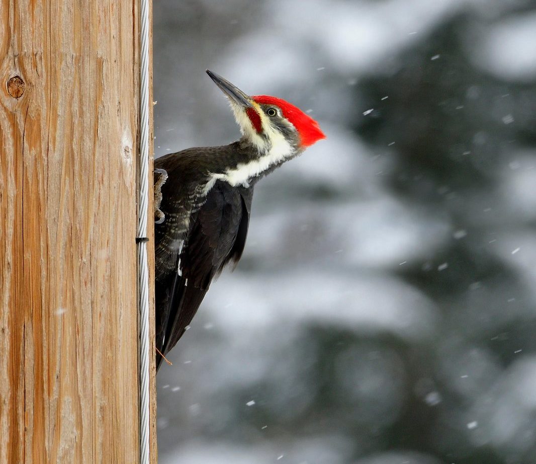 Reparasjonssystem for hakkespetthull I-Pole Woodpecker - IFOAM